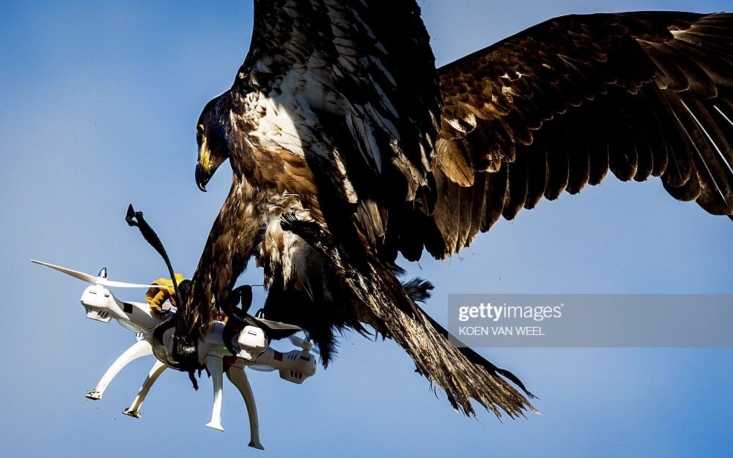 Фото с орлом-ловцом дрона становится вирусным. Вот история — Drone Digest